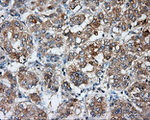 BSG Antibody in Immunohistochemistry (Paraffin) (IHC (P))