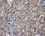 BSG Antibody in Immunohistochemistry (Paraffin) (IHC (P))