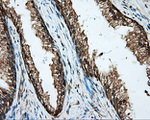BSG Antibody in Immunohistochemistry (Paraffin) (IHC (P))