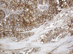 BSG Antibody in Immunohistochemistry (Paraffin) (IHC (P))