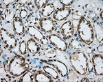 BSG Antibody in Immunohistochemistry (Paraffin) (IHC (P))