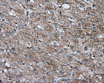 BSG Antibody in Immunohistochemistry (Paraffin) (IHC (P))
