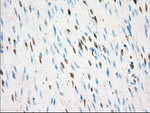 BSG Antibody in Immunohistochemistry (Paraffin) (IHC (P))