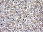 BSG Antibody in Immunohistochemistry (Paraffin) (IHC (P))