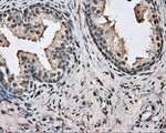 BSG Antibody in Immunohistochemistry (Paraffin) (IHC (P))