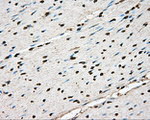 BSG Antibody in Immunohistochemistry (Paraffin) (IHC (P))