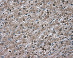 BSG Antibody in Immunohistochemistry (Paraffin) (IHC (P))