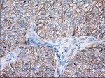 BSG Antibody in Immunohistochemistry (Paraffin) (IHC (P))