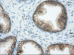 BSG Antibody in Immunohistochemistry (Paraffin) (IHC (P))