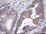 BSG Antibody in Immunohistochemistry (Paraffin) (IHC (P))