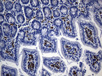 BSG Antibody in Immunohistochemistry (Paraffin) (IHC (P))