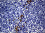 BSG Antibody in Immunohistochemistry (Paraffin) (IHC (P))