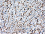 BSG Antibody in Immunohistochemistry (Paraffin) (IHC (P))