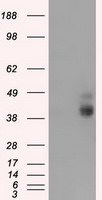BSG Antibody in Western Blot (WB)
