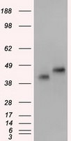 BSG Antibody in Western Blot (WB)