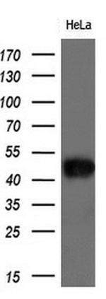 BSG Antibody in Western Blot (WB)