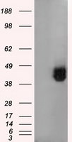 BSG Antibody in Western Blot (WB)