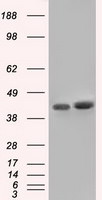 BSG Antibody in Western Blot (WB)
