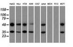 BSG Antibody in Western Blot (WB)