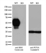 BSG Antibody in Western Blot (WB)