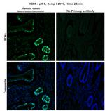 PCNA Antibody in Immunohistochemistry (Paraffin) (IHC (P))