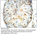 BST2 Polyclonal Antibody