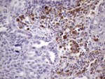 BTG2 Antibody in Immunohistochemistry (Paraffin) (IHC (P))