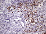 BTG2 Antibody in Immunohistochemistry (Paraffin) (IHC (P))