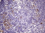 BTG2 Antibody in Immunohistochemistry (Paraffin) (IHC (P))