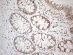 BTG2 Antibody in Immunohistochemistry (Paraffin) (IHC (P))