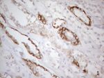 BTG2 Antibody in Immunohistochemistry (Paraffin) (IHC (P))