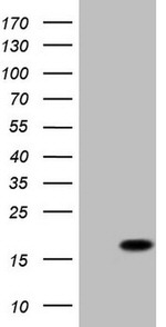 BTG2 Antibody in Western Blot (WB)