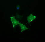 BTLA Antibody in Immunocytochemistry (ICC/IF)