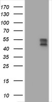 BTLA Antibody in Western Blot (WB)