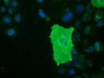 BTN1A1 Antibody in Immunocytochemistry (ICC/IF)