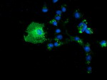 BTN1A1 Antibody in Immunocytochemistry (ICC/IF)
