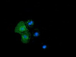 BTN1A1 Antibody in Immunocytochemistry (ICC/IF)