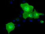 BTN1A1 Antibody in Immunocytochemistry (ICC/IF)