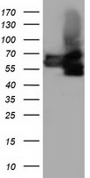 BTN1A1 Antibody in Western Blot (WB)