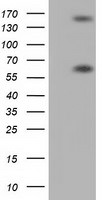 BTN1A1 Antibody in Western Blot (WB)