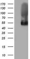 BTN1A1 Antibody in Western Blot (WB)