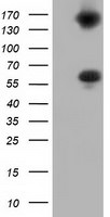 BTN1A1 Antibody in Western Blot (WB)