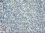 BUB1B Antibody in Immunohistochemistry (Paraffin) (IHC (P))