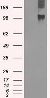 BUB1B Antibody in Western Blot (WB)