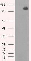 BUB1B Antibody in Western Blot (WB)