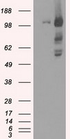 BUB1B Antibody in Western Blot (WB)