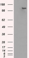 BUB1B Antibody in Western Blot (WB)