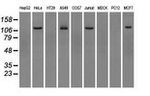 BUB1B Antibody in Western Blot (WB)