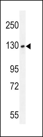 Bub1 Antibody in Western Blot (WB)