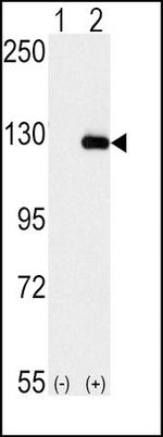 BUBR1 Antibody in Western Blot (WB)